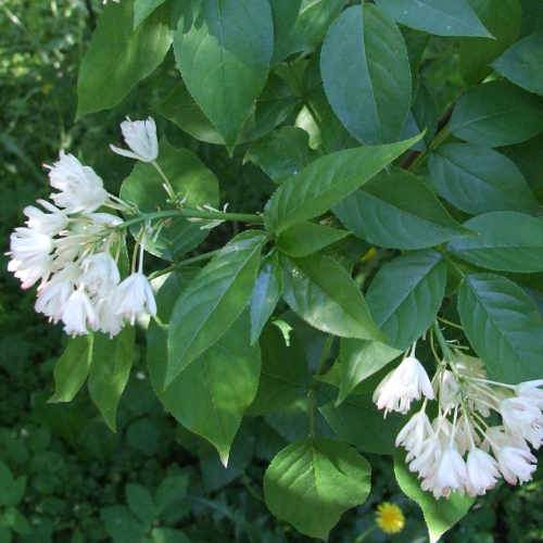 Staphylea pinnata