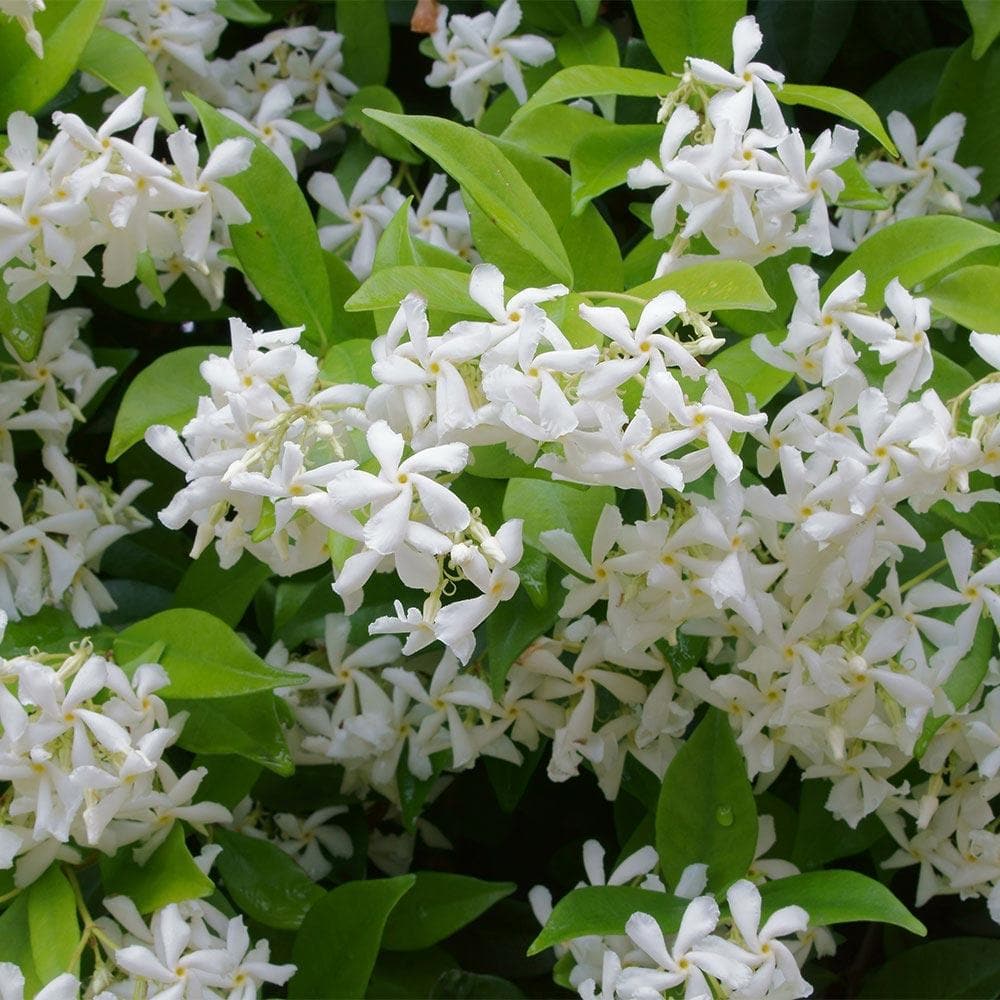 Trachelospernum jasminoides