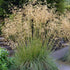 Stipa gigantea
