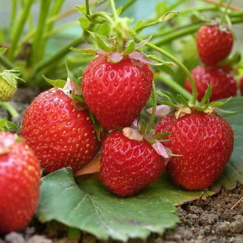 elsanta strawberry seeds Strawberry Elsanta