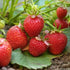 Strawberry Elsanta - Future Forests