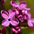 Syringa vulgaris Charles Joly - Future Forests