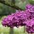 Syringa vulgaris Charles Joly - Future Forests