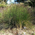Thamnochortus insignis - Cape Thatching Reed