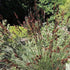 Thamnochortus insignis - Cape Thatching Reed