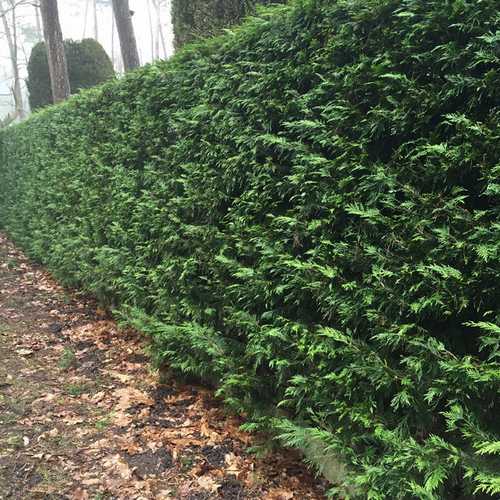 Thuja plicata atrovirens - Western Red Cedar - Future Forests