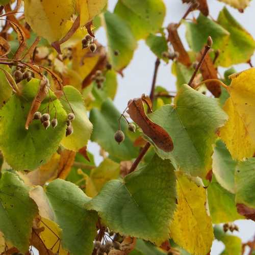 Tilia cordata Green Spire - Future Forests