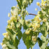 Tilia cordata Green Spire - Future Forests