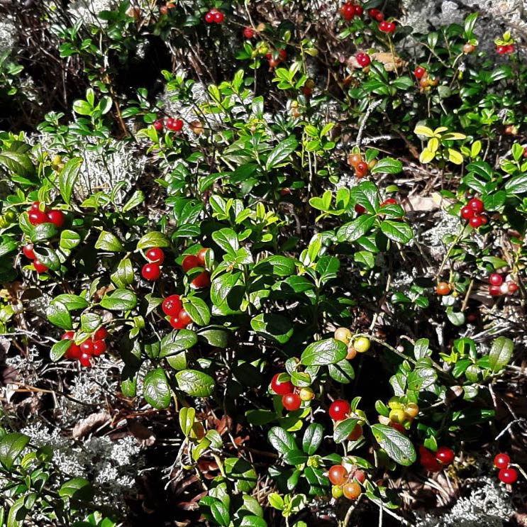 Vaccinium vitas-idaea Fireballs PBR - Lingonberry