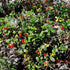 Vaccinium vitas-idaea Fireballs PBR - Lingonberry