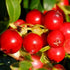 Vaccinium vitas-idaea Fireballs PBR - Lingonberry