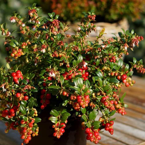 Vaccinium vitas-idaea Fireballs PBR - Lingonberry