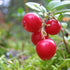 Vaccinium vitas-idaea Fireballs PBR - Lingonberry
