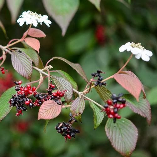 Viburnum plicatum Dart's Red Robin - Future Forests