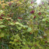 Viburnum opulus - Guelder Rose - Future Forests
