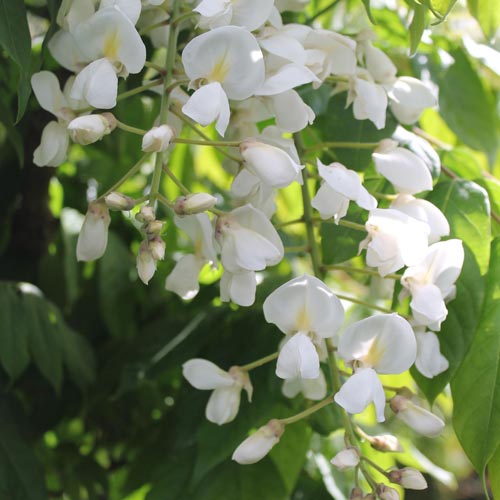 Wisteria brachybotrys f. albiflora Shiro-kapitan (Venusta)