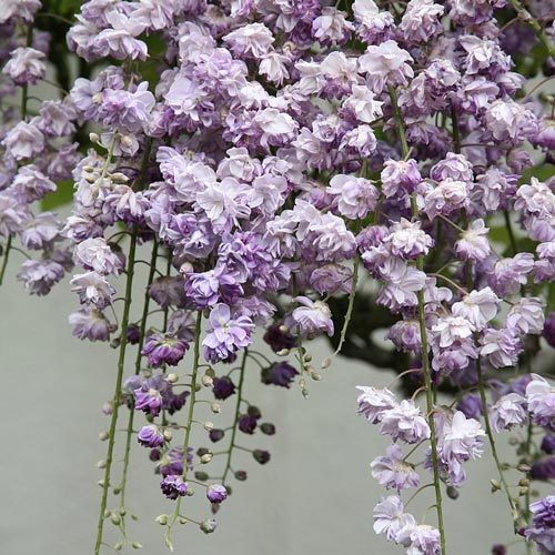 Wisteria floribunda Black Dragon (Violacea Plena or Yae-Kokuryū)