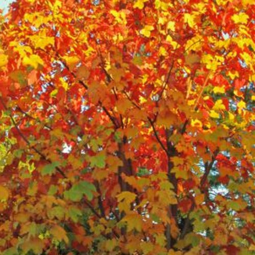 Acer pseudoplatanus Regal Petticoat