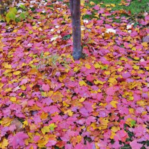 Acer pseudoplatanus Regal Petticoat