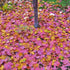 Acer pseudoplatanus Regal Petticoat