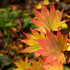 Acer shirasawanum Jordan