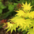 Acer shirasawanum Jordan