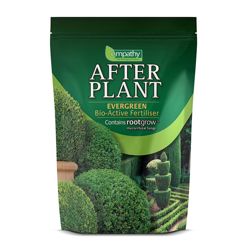 RHS Empathy Afterplant - Evergreen
