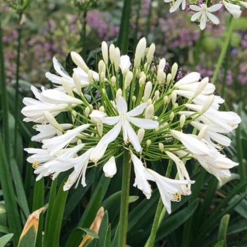 Agapanthus Polar Ice