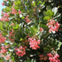 Arbutus unedo Rubra - Future Forests