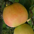 Apple Arthur Turner - Future Forests