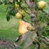 Apple Arthur Turner - Future Forests