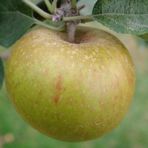Apple Ashmead's Kernel - Future Forests