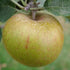 Apple Ashmead's Kernel - Future Forests