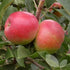 Apple Beauty of Bath - Future Forests