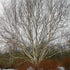 Betula utilis Jaquemontii Doorenbos - Himalayan Birch - Future Forests