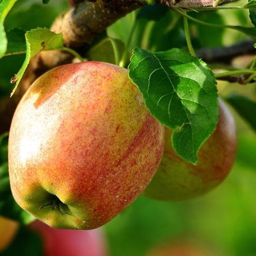 Apple Bloody Butcher - Future Forests