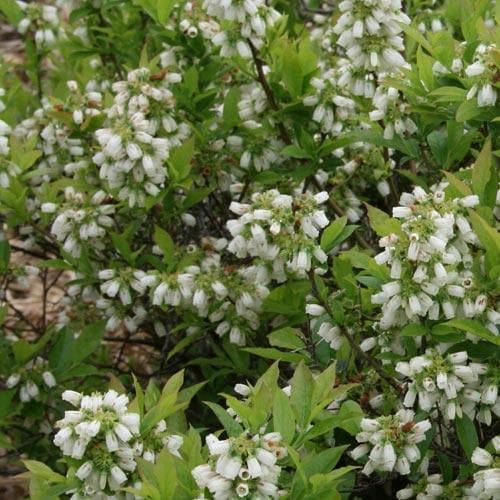 Blueberry Bluecrop - Future Forests