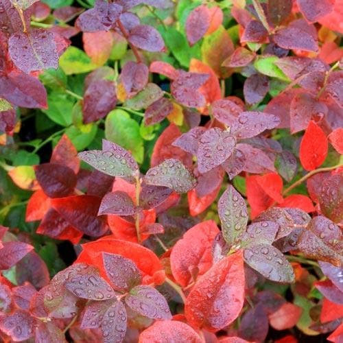 Blueberry Goldtraube - Future Forests