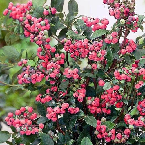 Blueberry Pink Lemonade - Future Forests