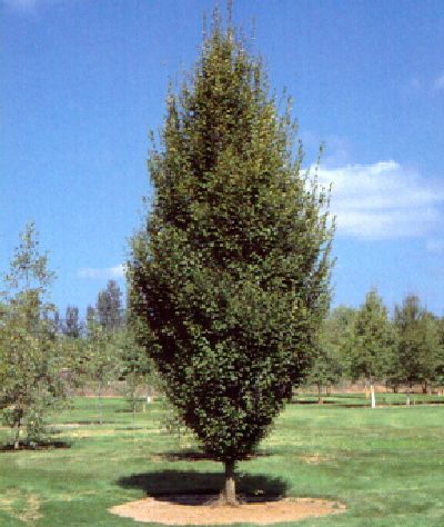 Carpinus betulus fastigiata