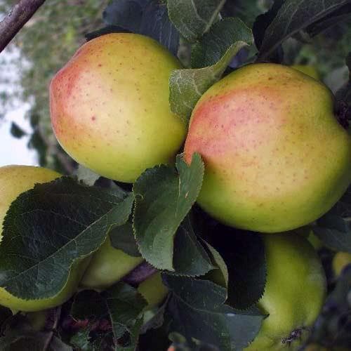 Apple Cavan Sugarcane - Future Forests