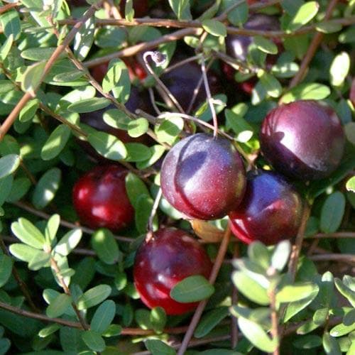 Cranberry Early Black - Future Forests