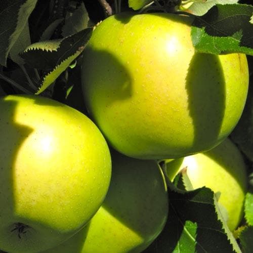 Apple Crispin - Future Forests