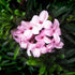 Daphne x transatlantica Pink Fragrance