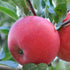 Apple Discovery - Future Forests