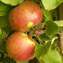 Apple Elstar - Future Forests