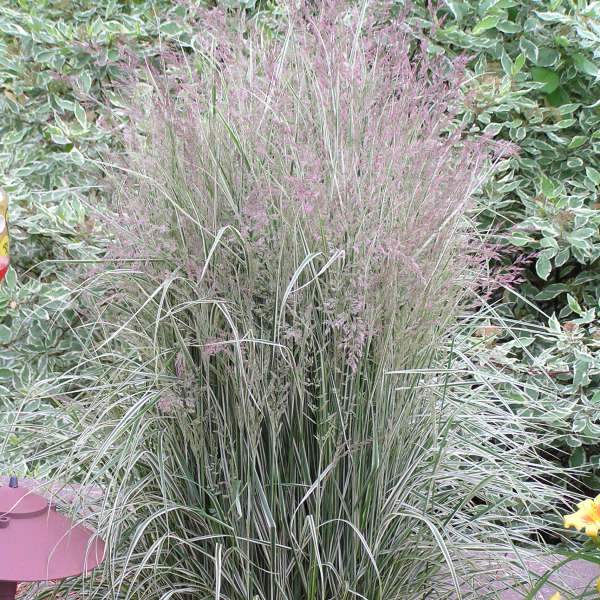 Calamagrostis Overdam