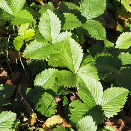 Fragaria vesca - Wild Strawberry - Future Forests