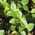Fragaria vesca - Wild Strawberry - Future Forests