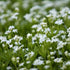 Galium odoratum - Future Forests